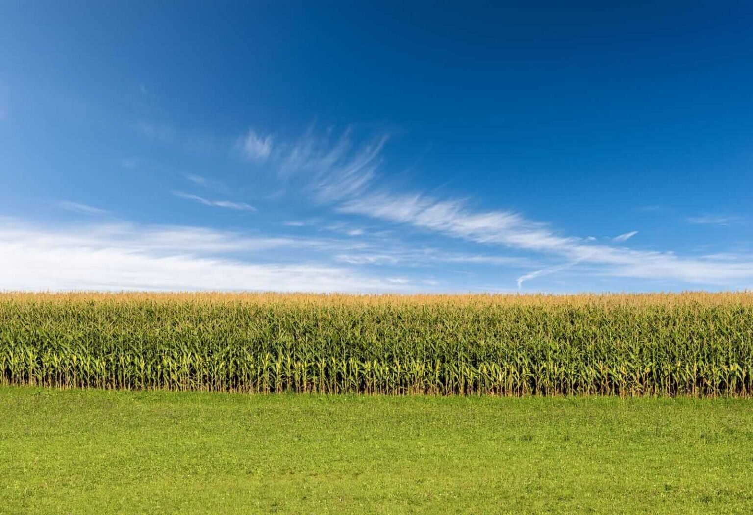 Corn Posting Midday Gains | Nasdaq