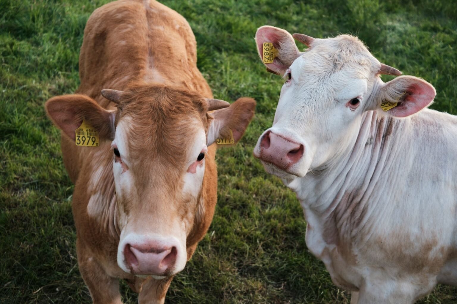 Cattle Closes Mixed on Thursday