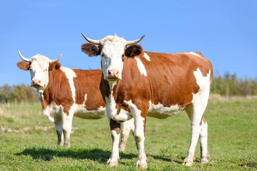 Cattle Posting Tuesday Gains at Midday