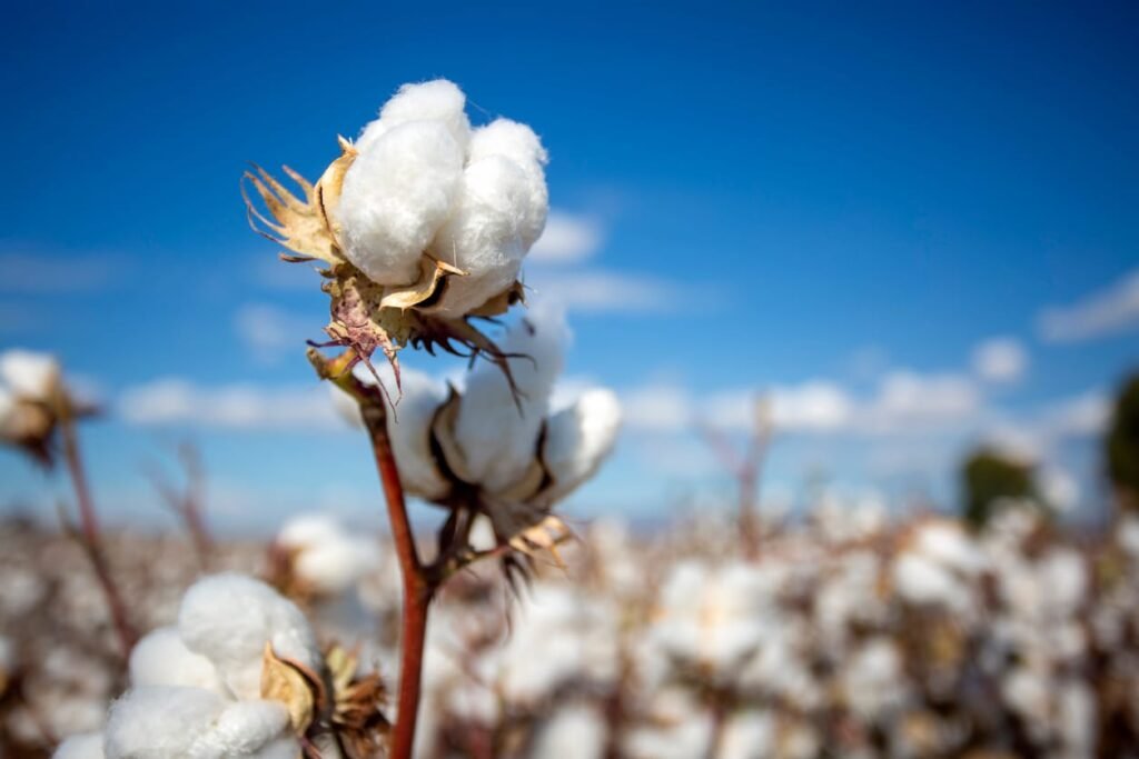 Cotton Close with Modest Wednesday Gains Cotton Close with Modest Wednesday Gains