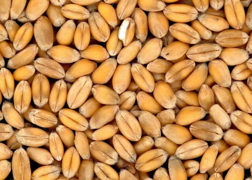 Wheat Facing Pressure on Friday