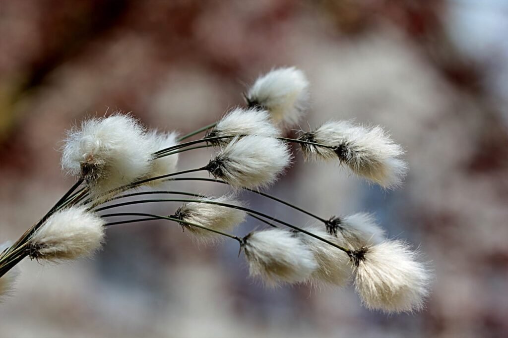 Cotton Showing Steady Friday Trade Cotton Showing Steady Friday Trade